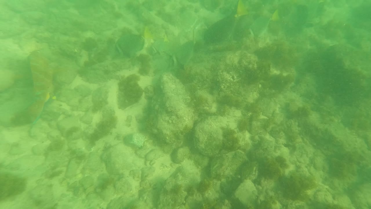 Small fish over a green underwater rocky seabed