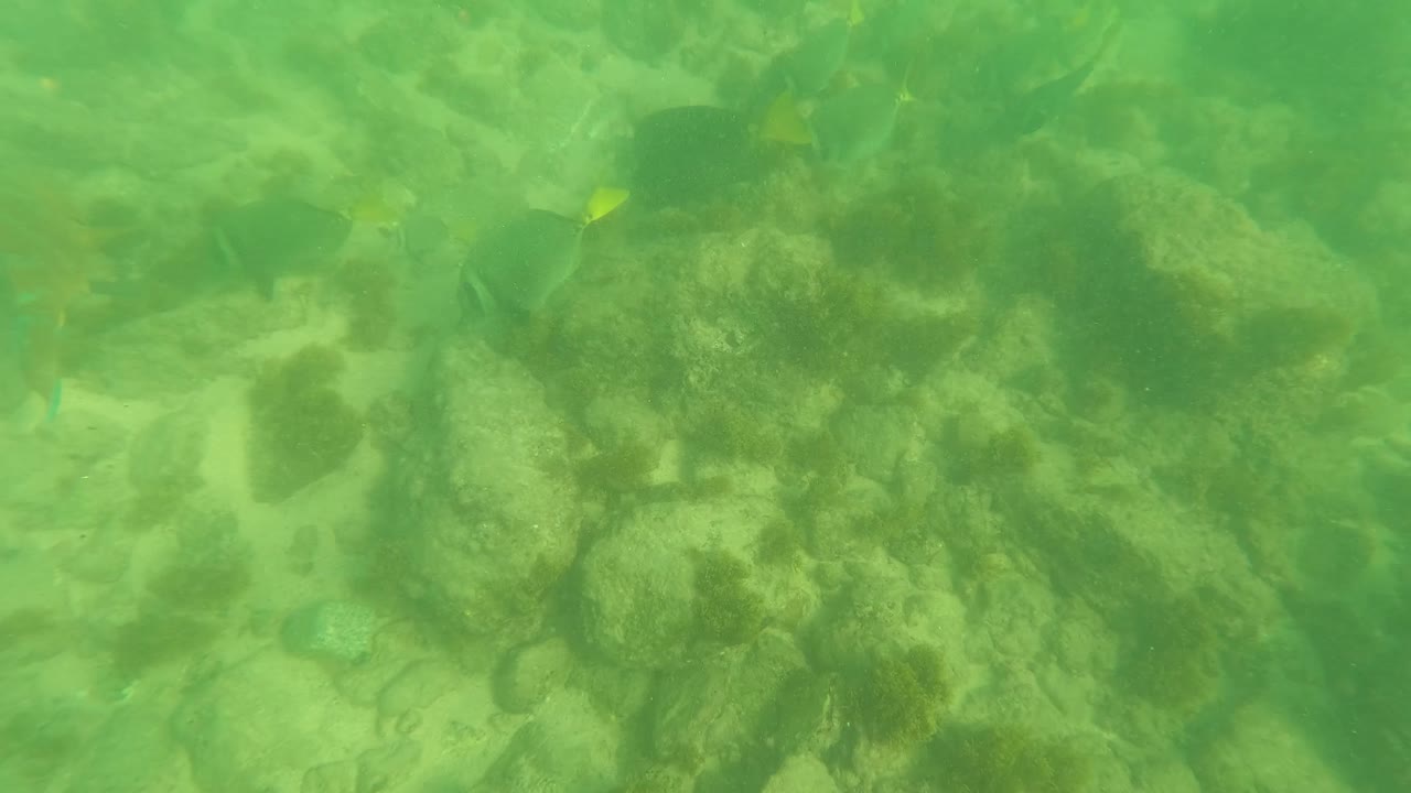 One second in, the Los Barriles seabed fills the view with algae-marked rocks and pale sand while small yellow-tailed fish appear near the upper part of the frame, with no visible people.