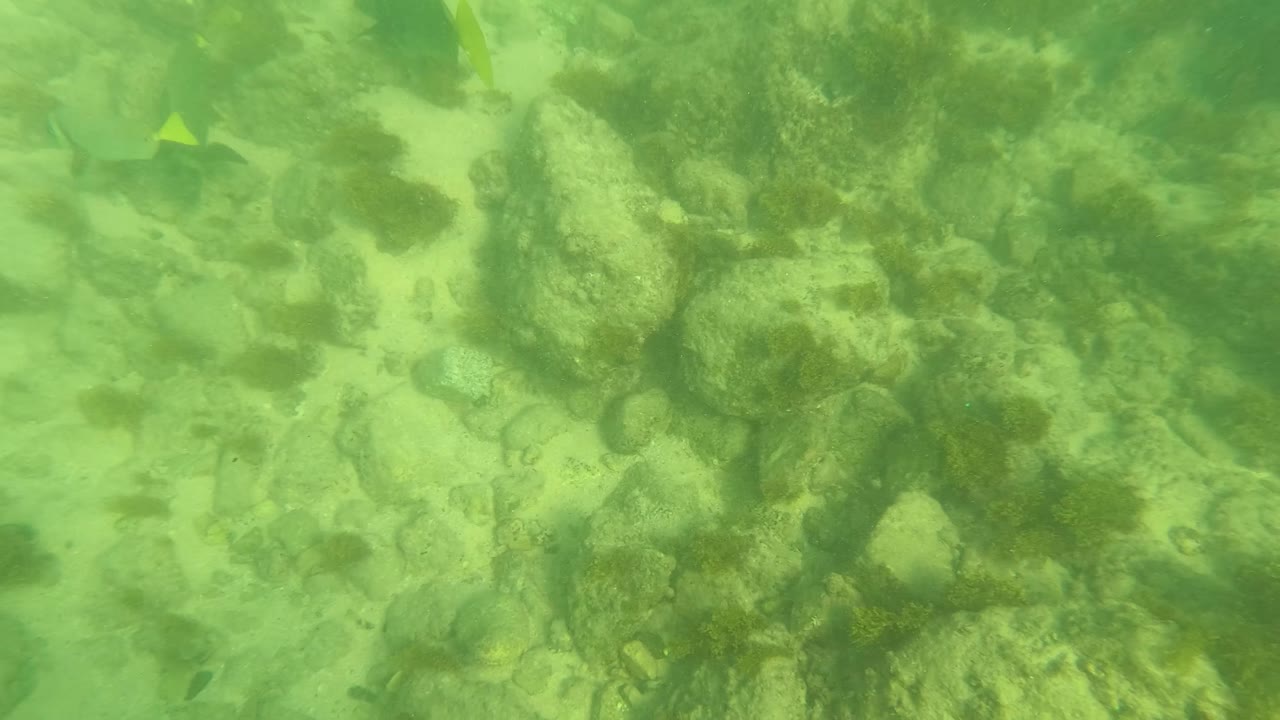 At 0:03, small fish sit near the edge of the frame while the Los Barriles ocean floor shows uneven rocks, algae growth, and pale sand under green water, with no visible people.