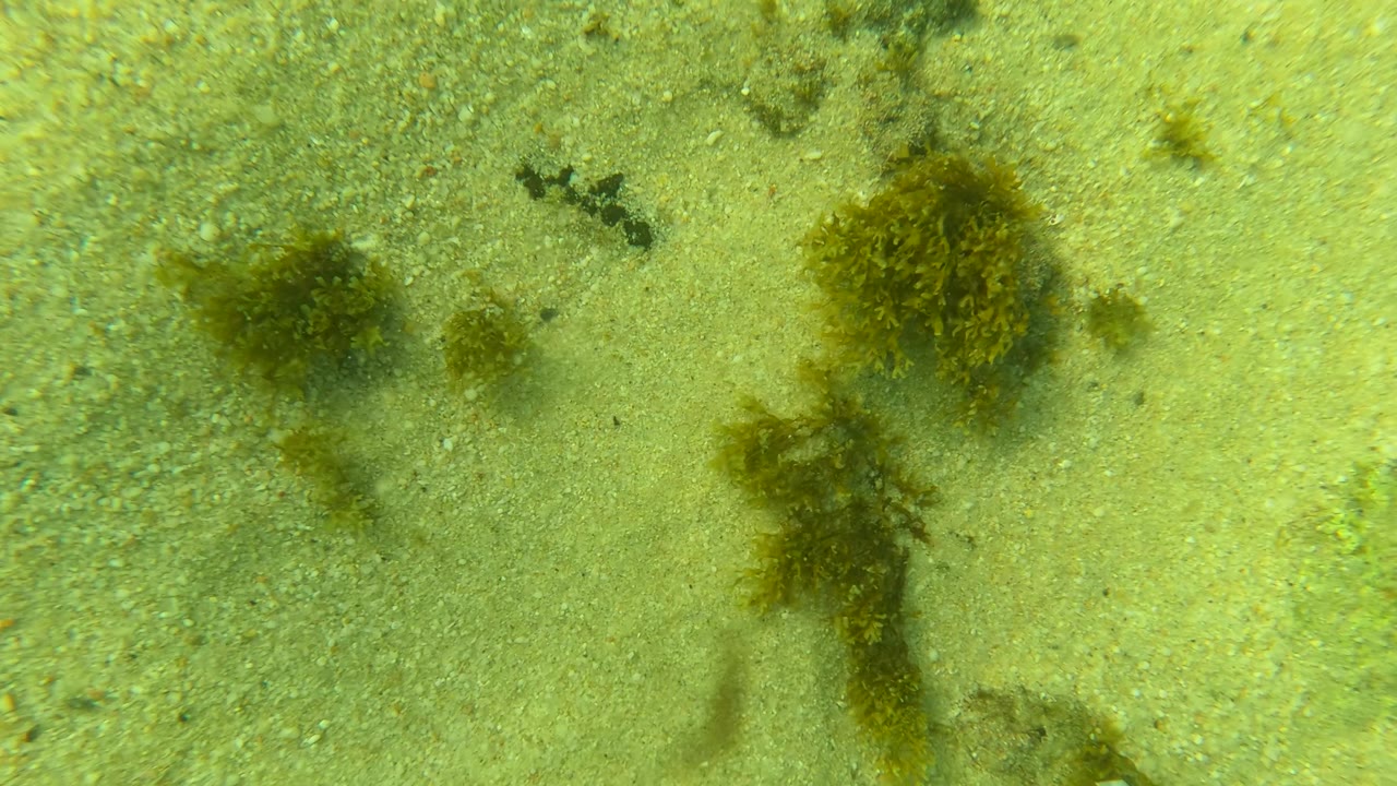 Sandy underwater seabed in Los Barriles, Baja California Sur, with scattered rocks, brown seaweed patches, green-tinted water, and no visible people.