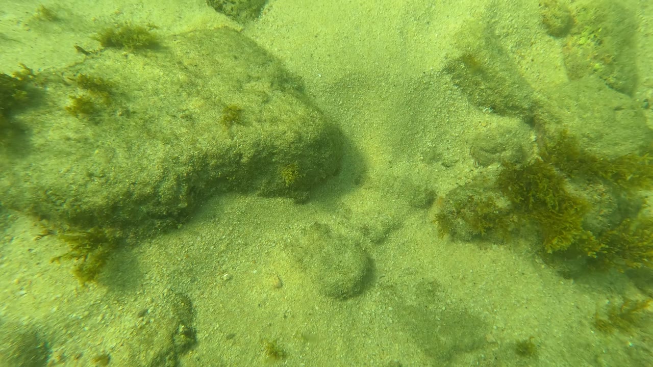 Low underwater view in Los Barriles, Baja California Sur, showing pale sand, rounded rocks, dark seaweed clusters, and green clear water with no visible people.