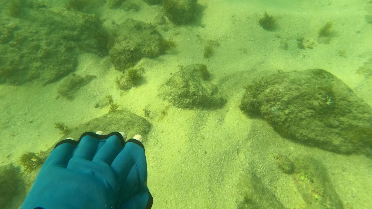 Blue gloved diver hand enters the lower right of a Los Barriles underwater frame with sandy seabed, rocks, seaweed, and no visible face.