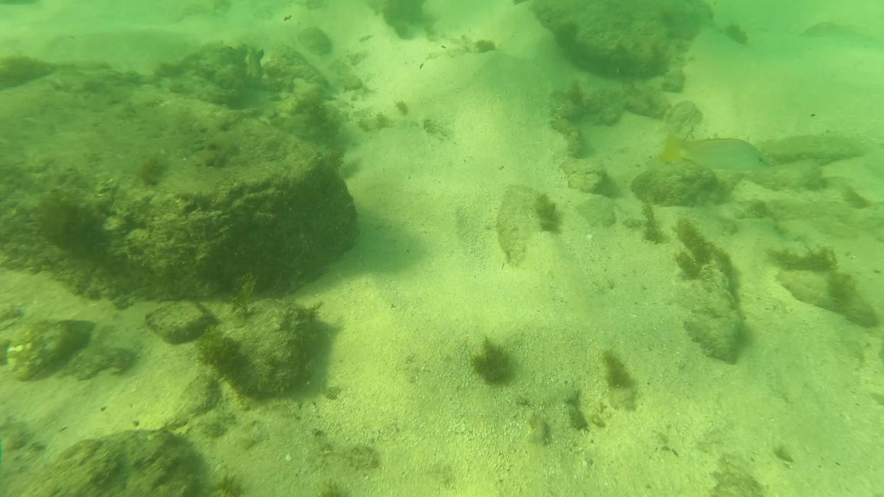 Green underwater view of sandy seabed with rocks and seaweed.