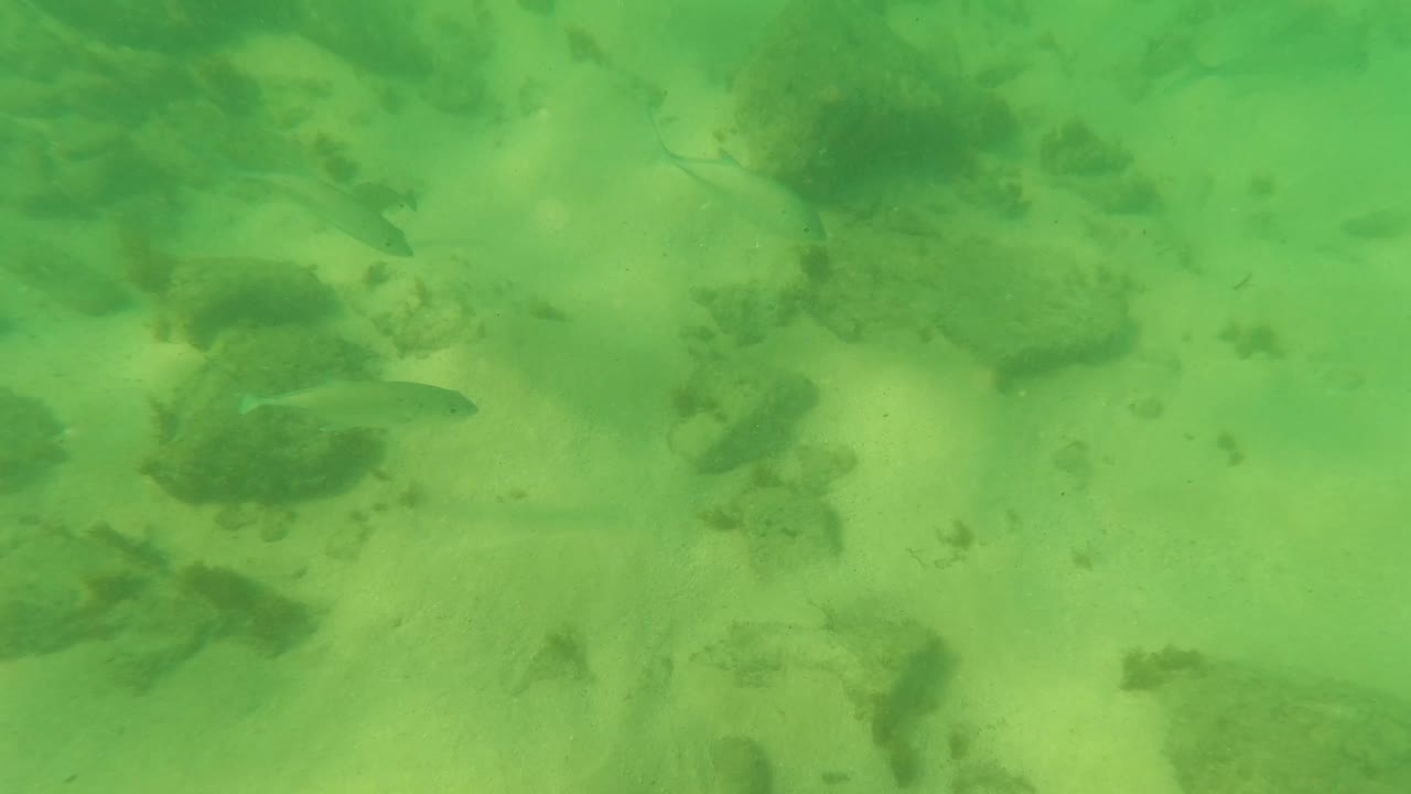 Underwater view in Los Barriles, Baja California Sur, Mexico, with small fish spread across green water above sandy bottom and dark rocks, no visible people.