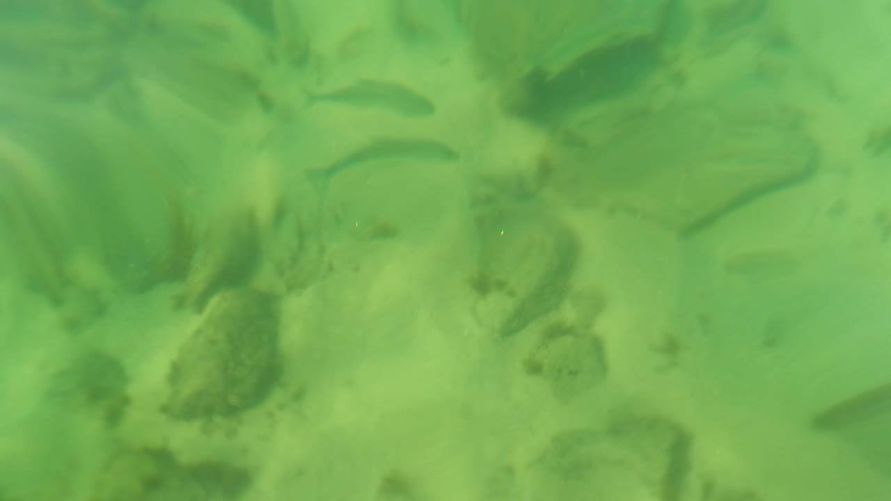 Underwater fish silhouettes in green water above rocks and sand.