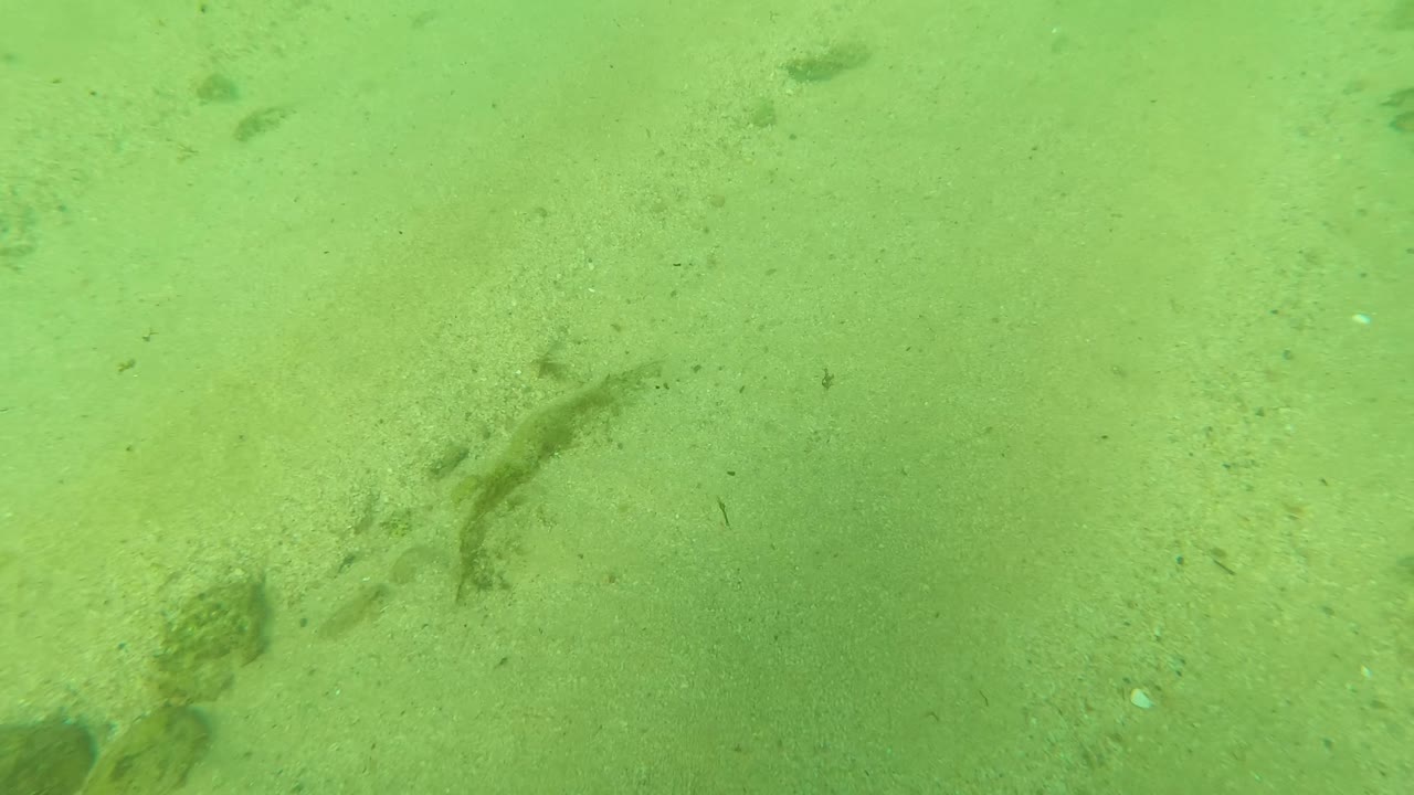 Sandy underwater floor with scattered rocks and small fish in green water.
