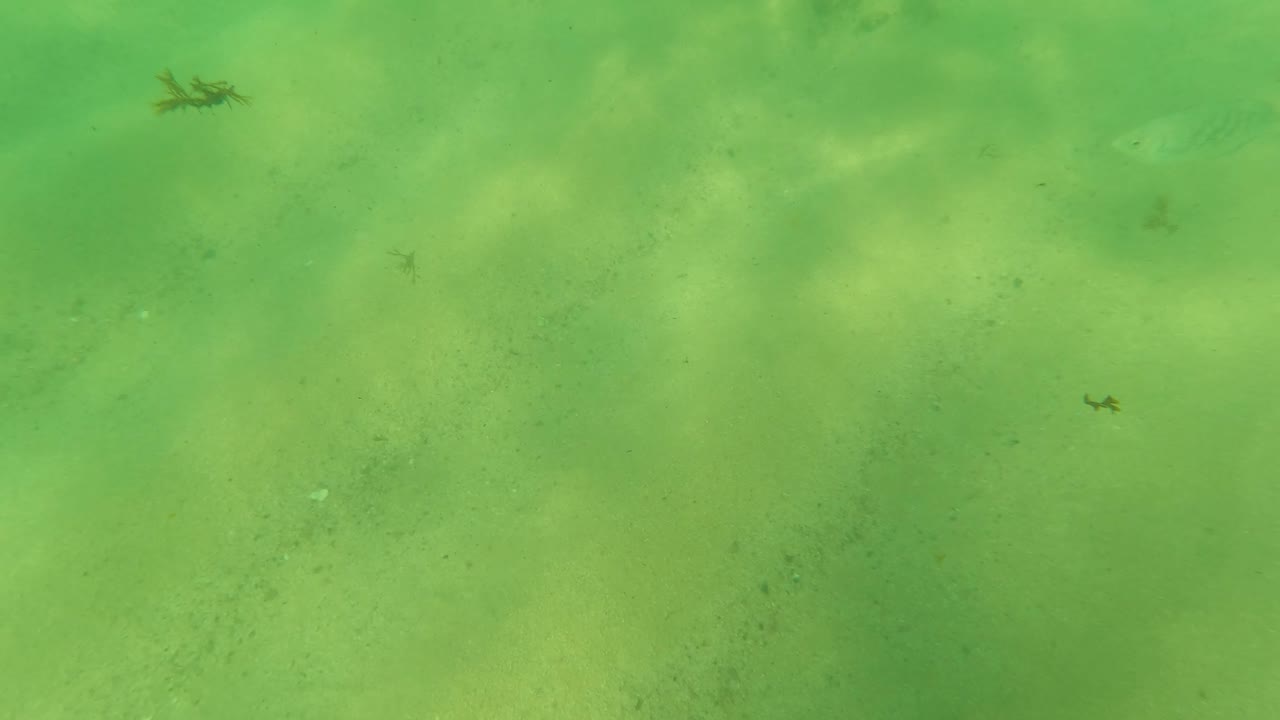Underwater frame from Los Barriles, Baja California Sur, with a small fish visible in the right side of the green water over a pale sandy ocean floor and no visible people.