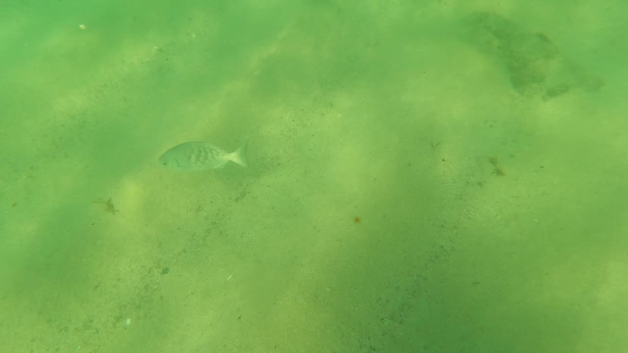 Underwater view in Los Barriles, Baja California Sur, showing green water, pale sand, faint small fish shapes in the distance, and no visible people.