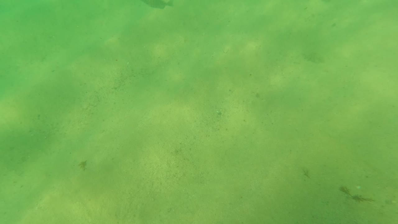 Sandy seabed under green water with darker vegetation fragments.