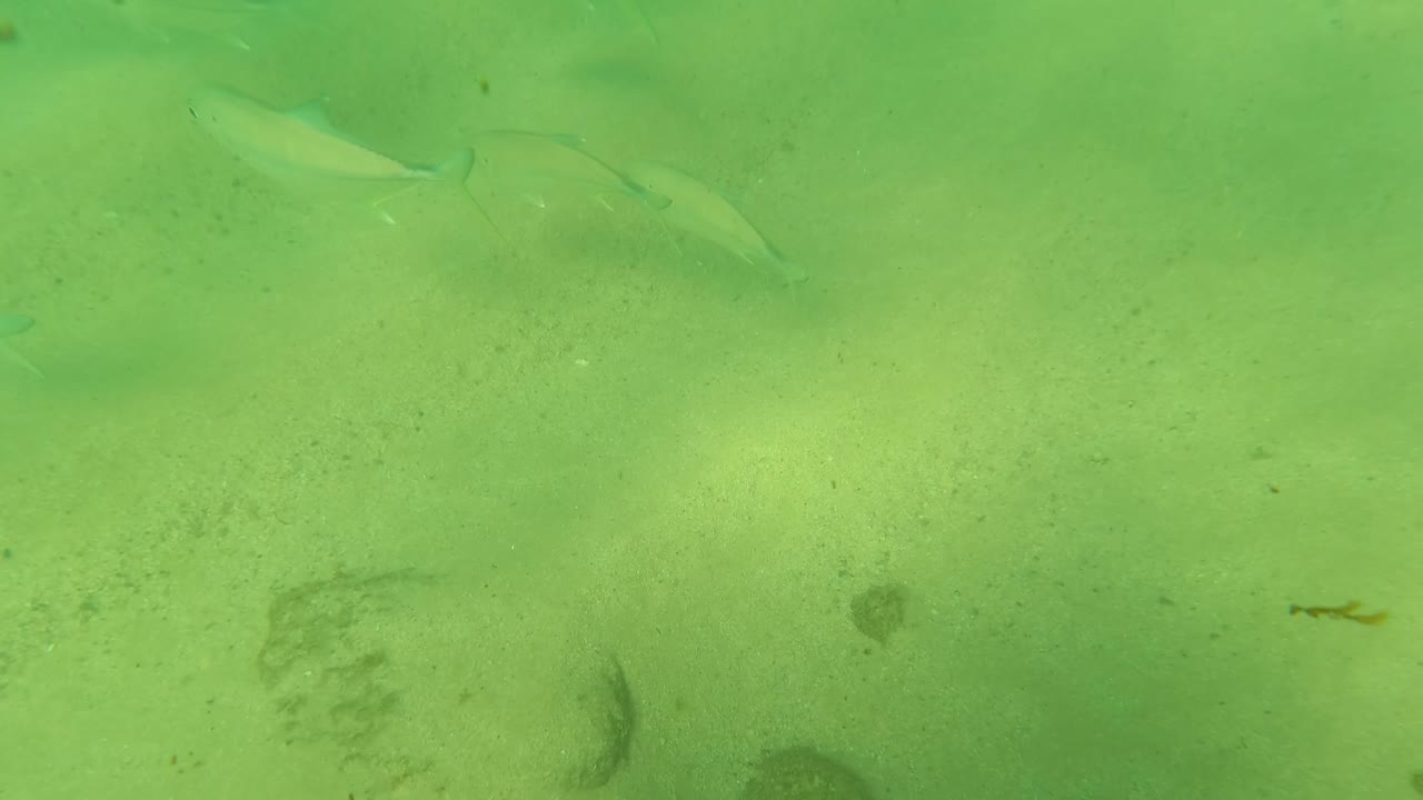 Small fish swim over a pale sandy seabed in clear green water at Los Barriles, Baja California Sur, with no visible people.