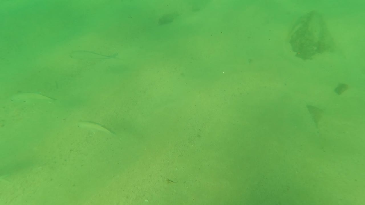 A green underwater view at Los Barriles shows faint fish shapes above a sandy bottom, with no visible people.