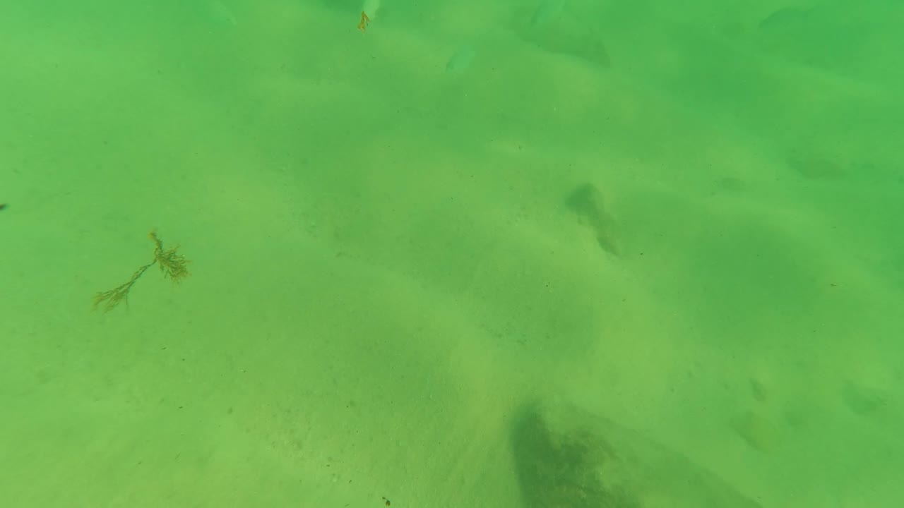 Underwater Los Barriles seabed view with green-tinted water, sandy bottom, a small plant fragment near the upper right, rocks, and no visible people.