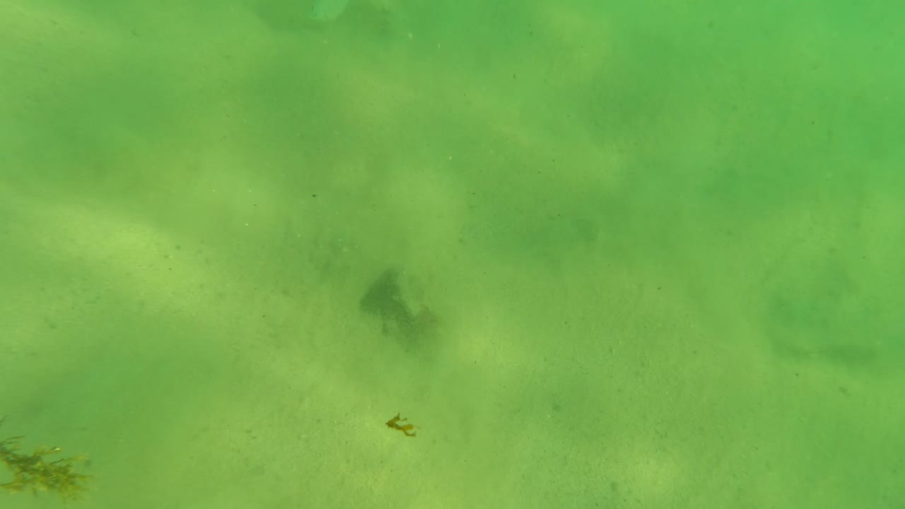 Green underwater sand with darker patches and a small plant near the lower left.