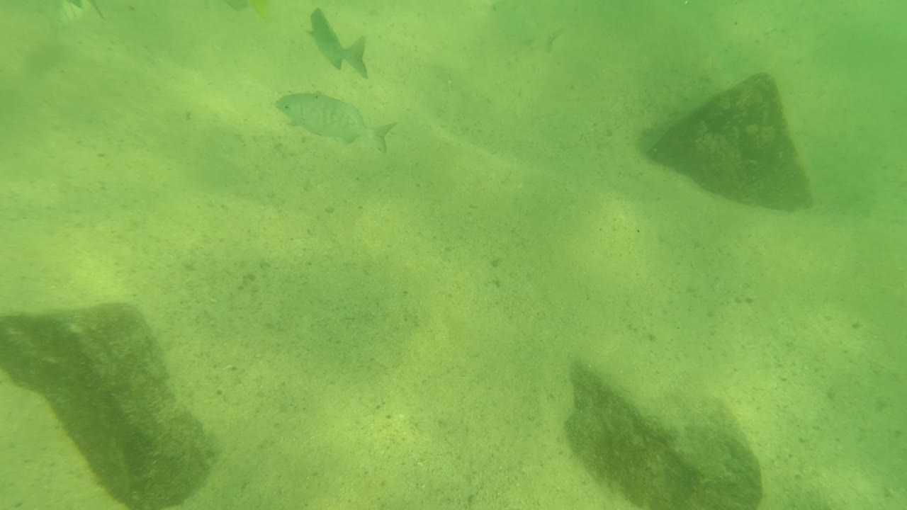 Green underwater frame from Los Barriles, Baja California Sur, with pale sand, dark rocks spread across the bottom, faint small fish in the water column, and no visible people.