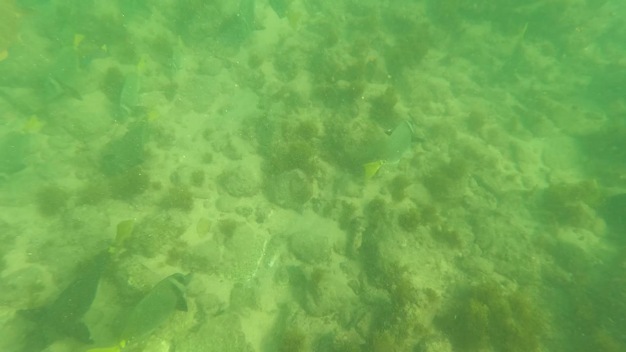 Opening underwater frame in Los Barriles, Baja California Sur, showing green water over a rocky algae-covered seabed with a few small fish and no visible people.
