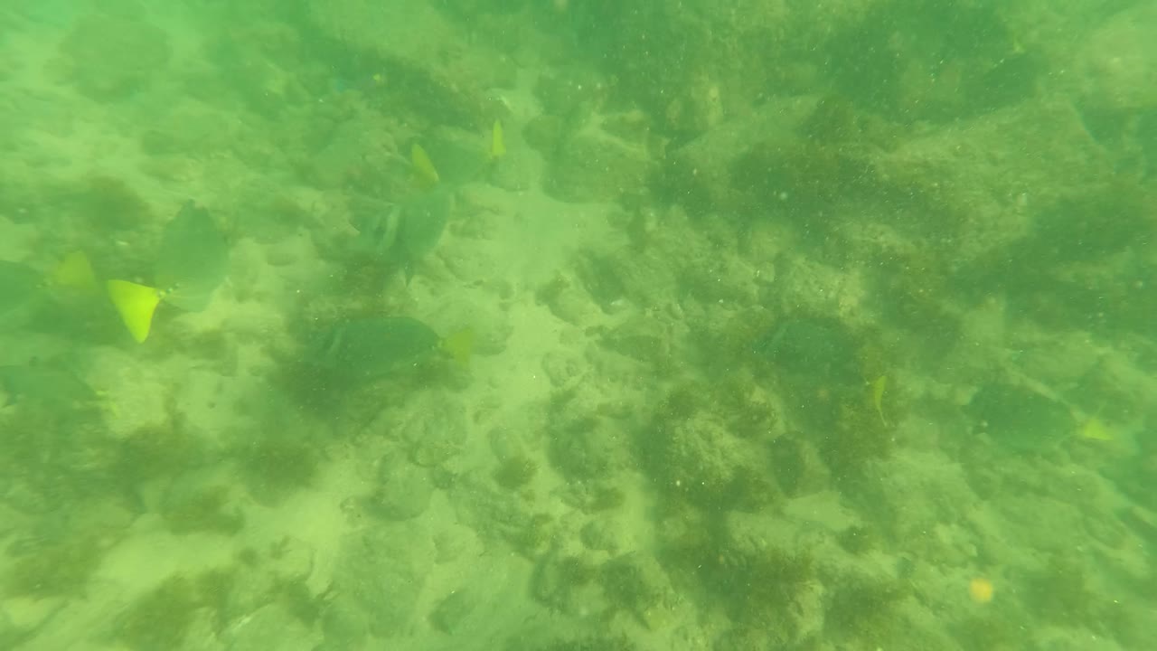 Mid-shot underwater view in Los Barriles with yellow-tailed fish visible against green water, rocks, algae, and sandy gaps, with no visible people.