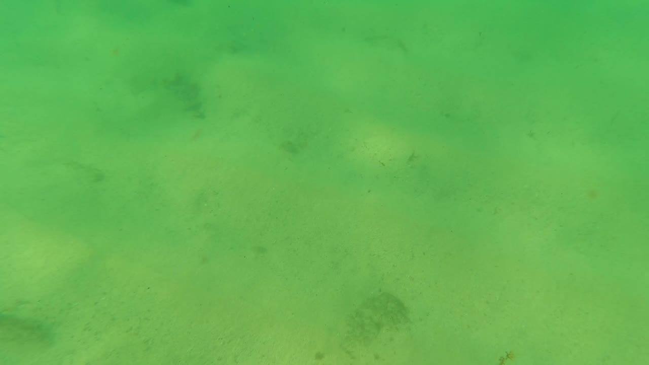 Green-tinted underwater view of sandy seabed with small dark fish shapes.