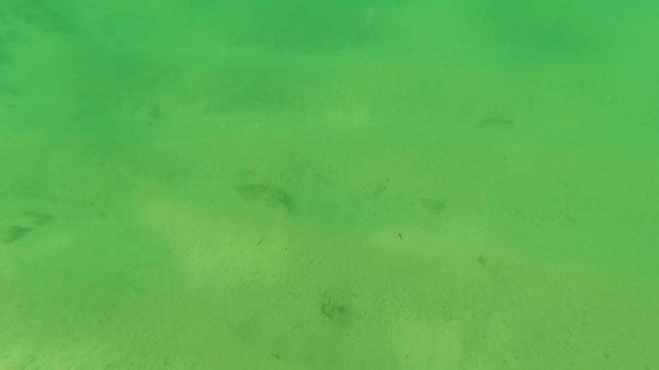 Underwater view in Los Barriles, Baja California Sur, with small fish hovering above pale sand under green water and no visible people.