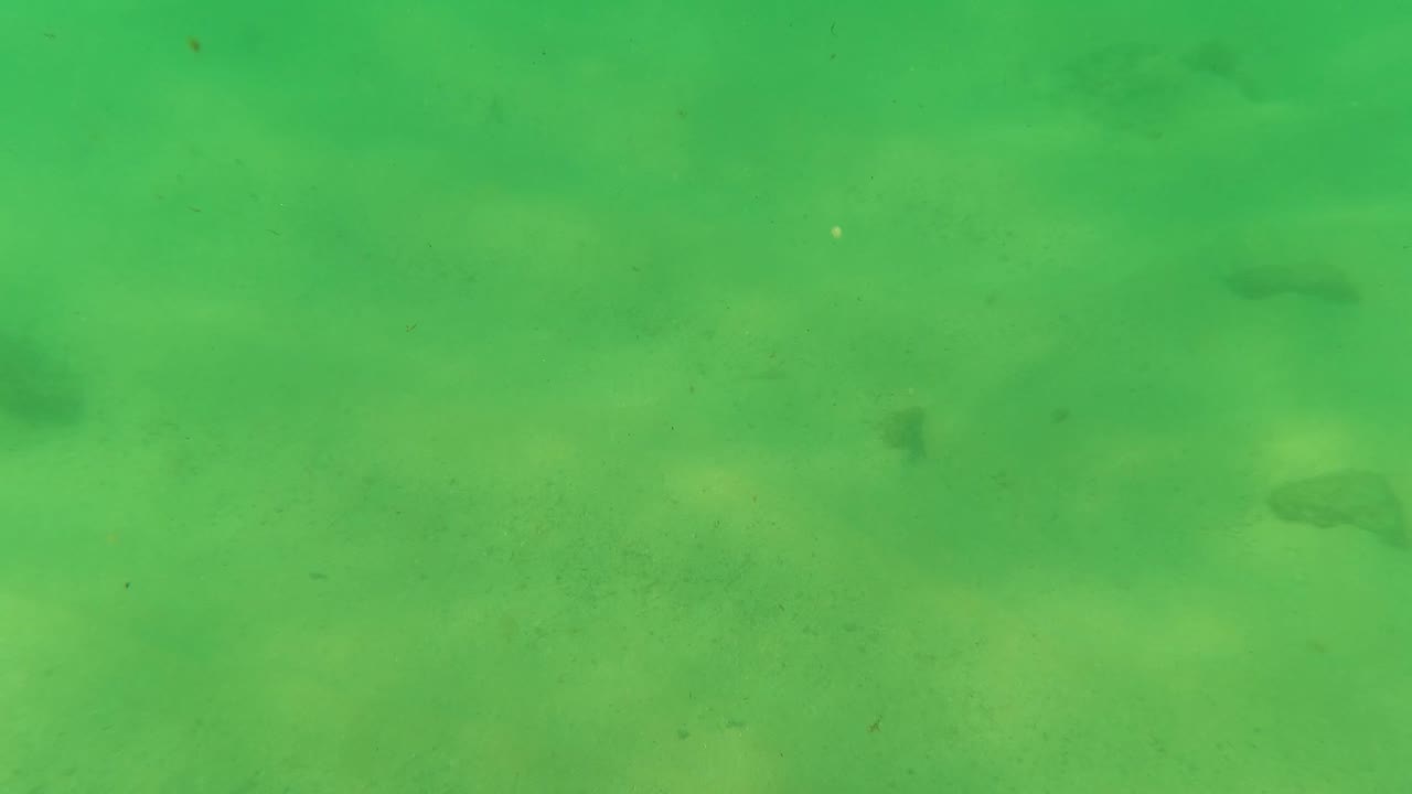 Opening underwater frame from Los Barriles, Baja California Sur, showing green water over a sandy seabed with scattered dark fish and no visible people.