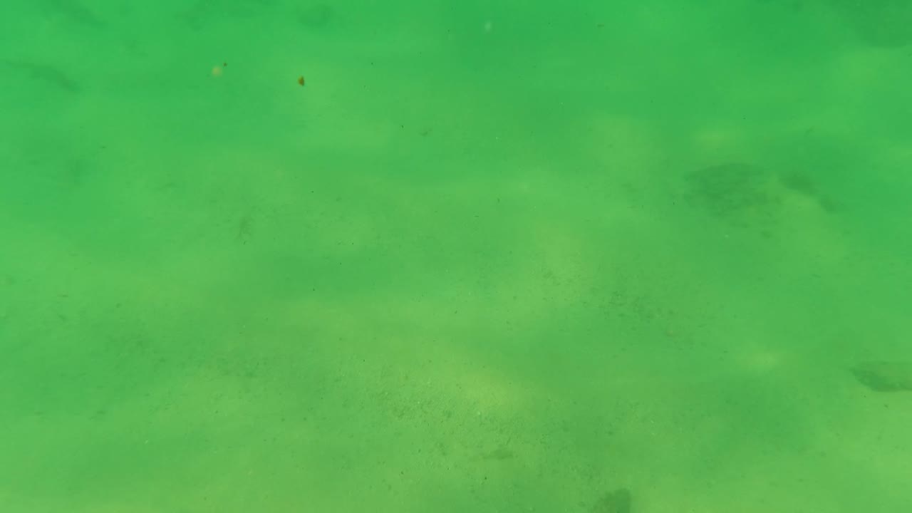 Green underwater seabed with a dark fish near the upper right.
