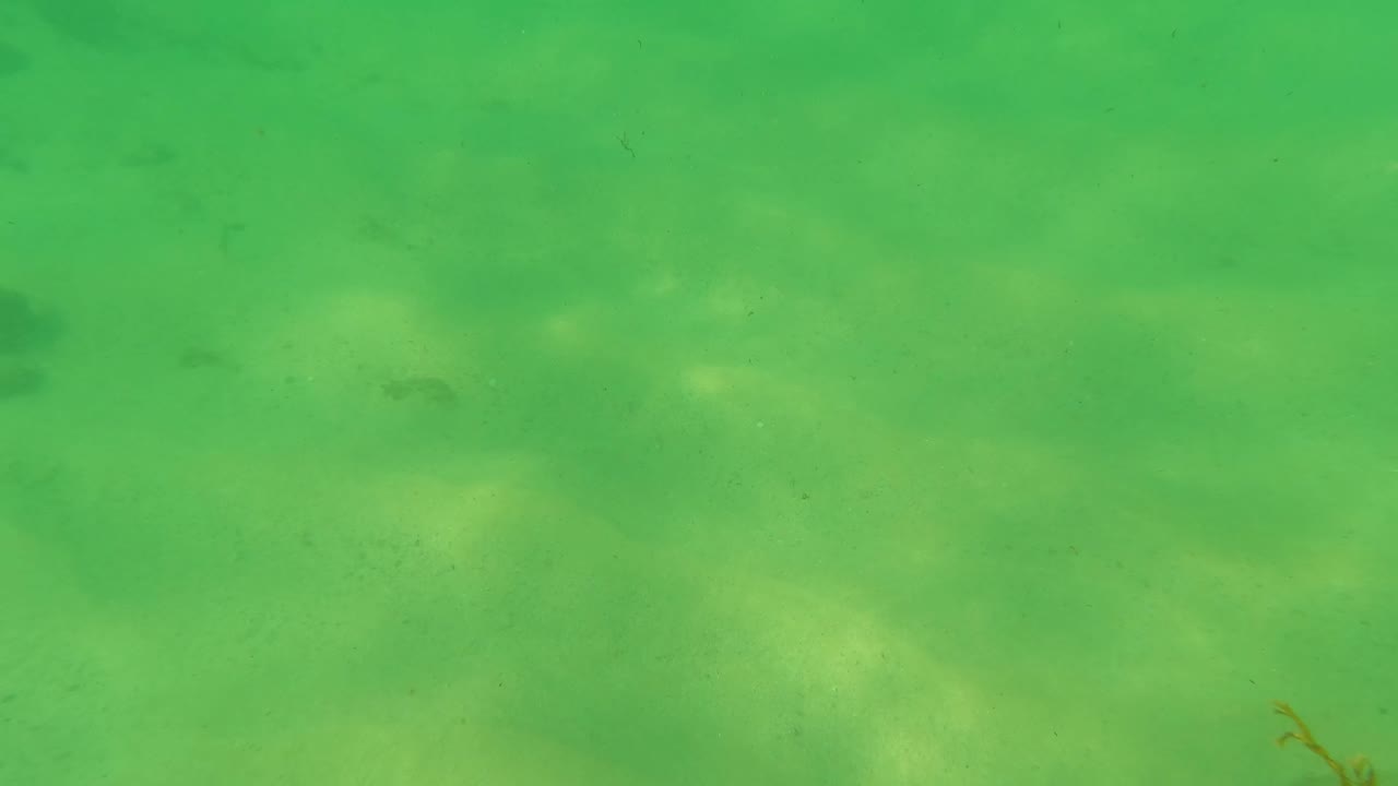 Green underwater view of sandy seabed with small fish shadows.