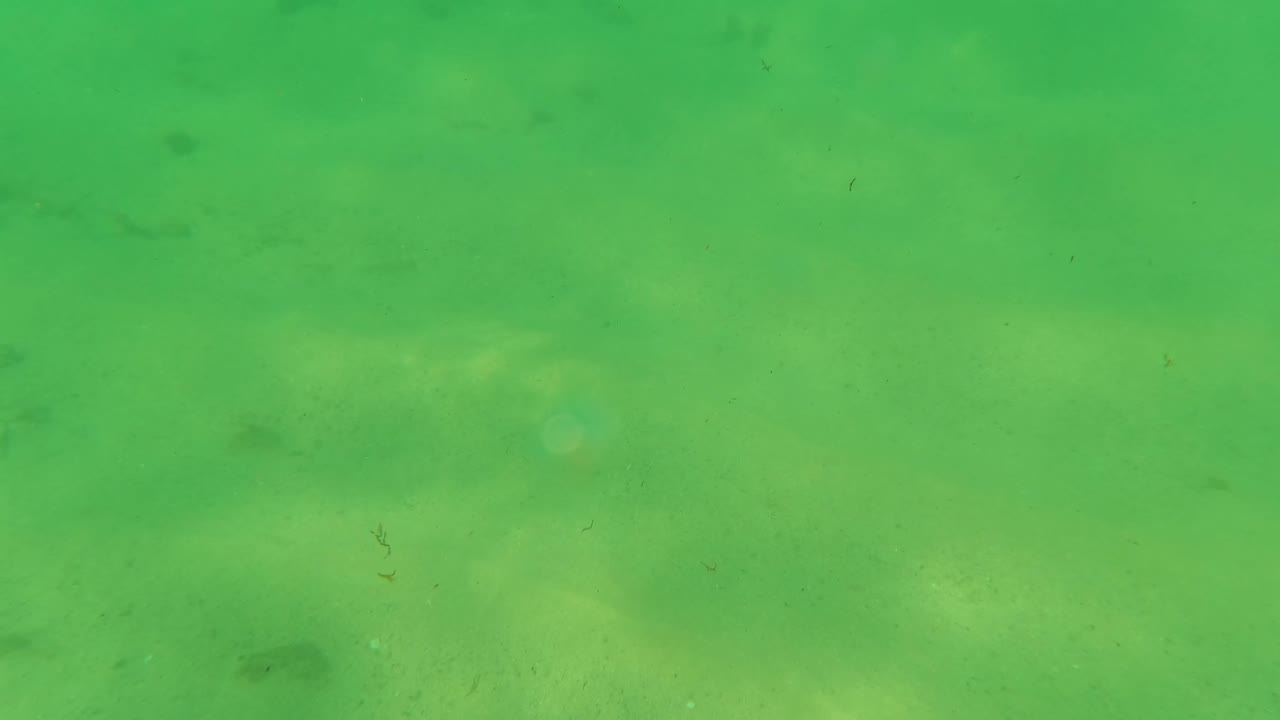 Underwater frame from Los Barriles, Baja California Sur with small fish spread across green water above a pale sandy bottom and no visible people.