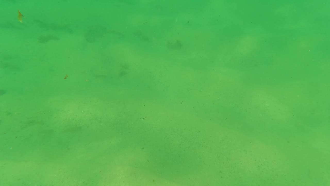 Los Barriles underwater view with soft green color, muted sand texture, several faint small fish silhouettes, and no visible people.