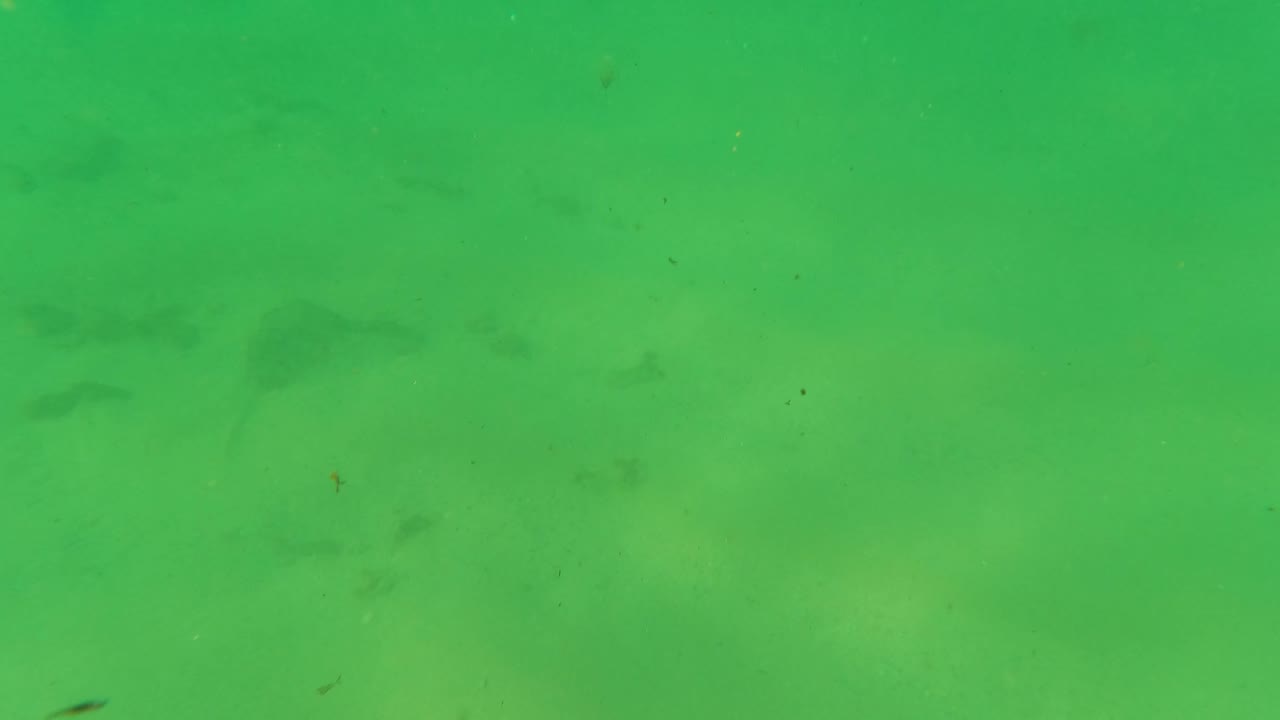 Green water over the sandy seabed in Los Barriles, Baja California Sur, with scattered small fish and slightly brighter light patches, no visible people.