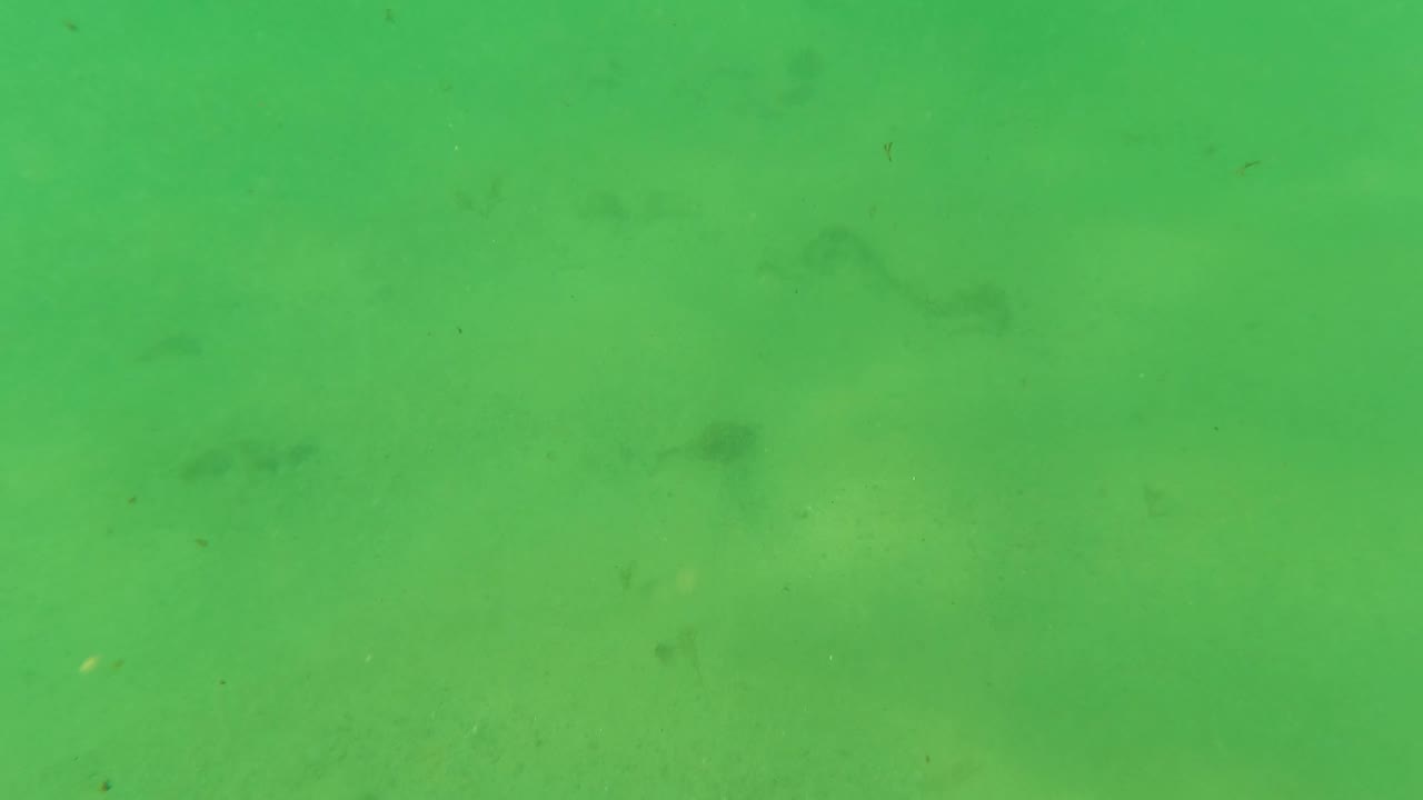 Opening underwater frame from Los Barriles, Baja California Sur showing green water, a soft sandy bottom, faint darker patches, suspended particles, and no visible people.