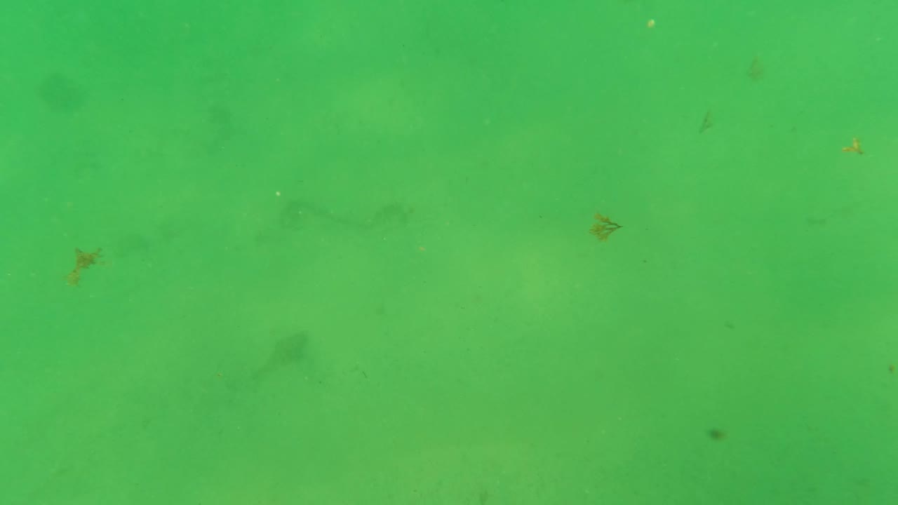 Green underwater view with a darker blurred area over the sandy bottom.