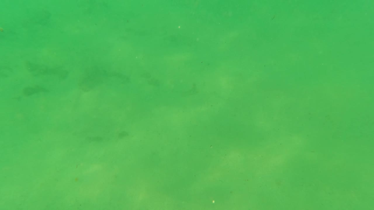Small fish in green shallow water above a sandy bottom
