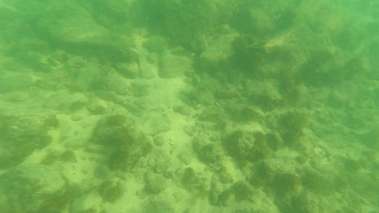 Green underwater view of sandy seabed with rocks and seaweed