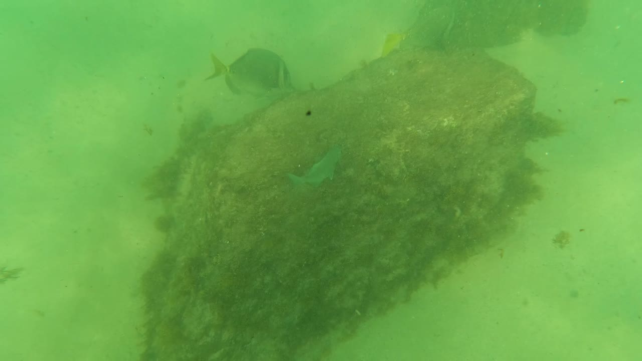 Small fish swim beside dark submerged rocks over a sandy bottom in green water at Los Barriles, Baja California Sur, with no visible people.