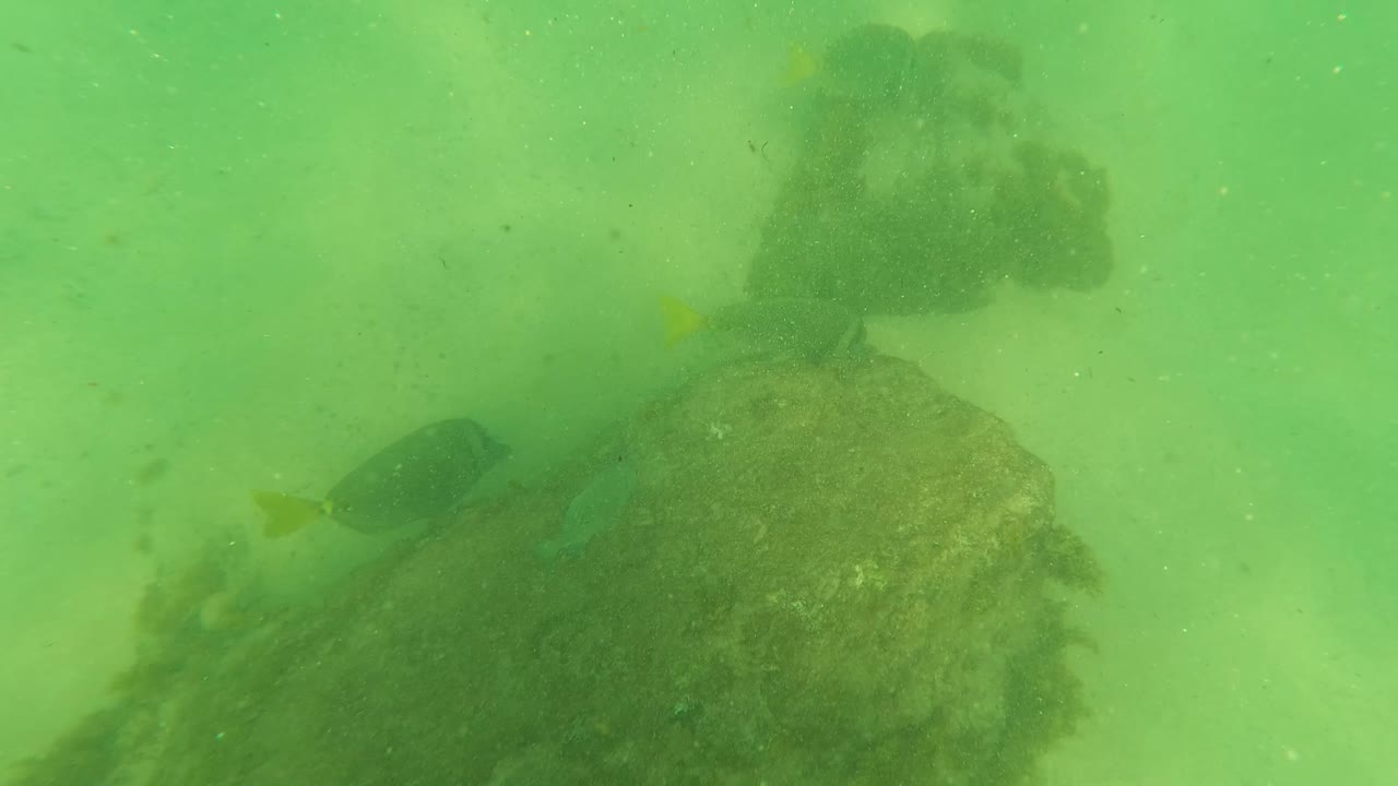 Fish passing above a rock on sandy seabed