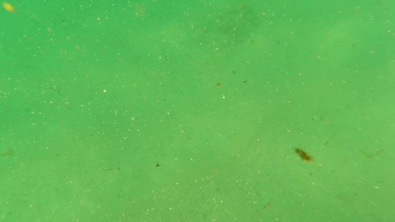 Green underwater water column in Los Barriles, Baja California Sur, with suspended particles, faint seafloor haze, and no visible people.