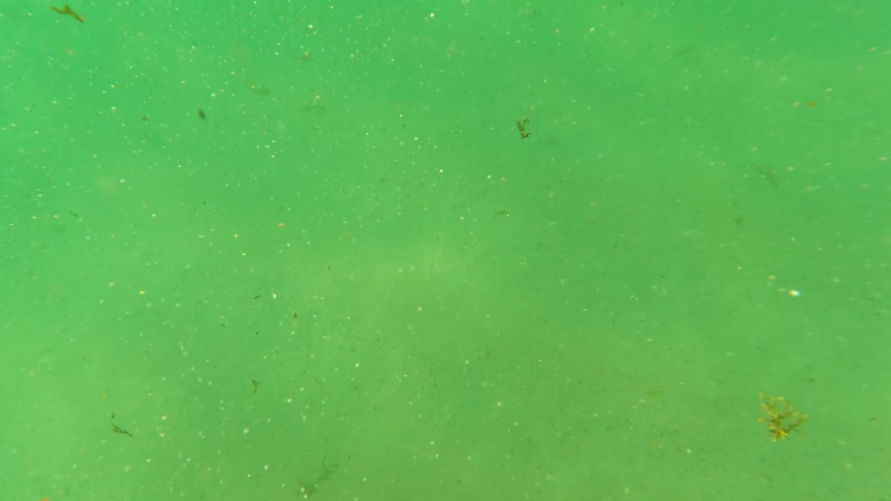 Green water with drifting specks and a hazy sandy bottom.