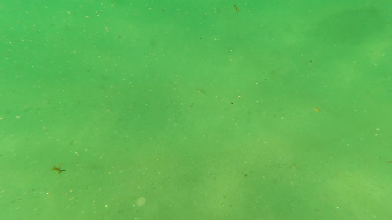 Green underwater view in Los Barriles, Baja California Sur, with scattered particles, a few small dark fish or debris-like shapes, and no visible people.