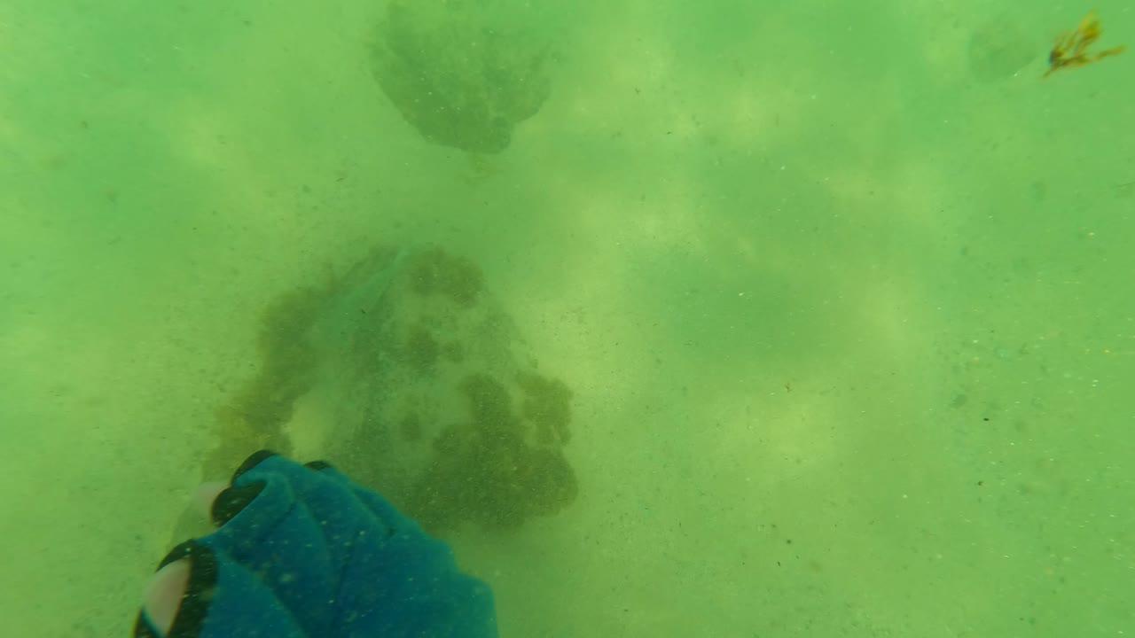 Sea turtle near a blue diver hand in green water over a sandy bottom in Los Barriles, Baja California Sur, with no visible face or full person.