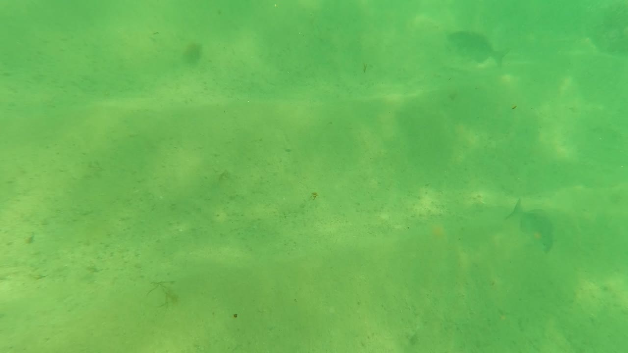 Underwater seabed in Los Barriles with green water over pale sand, small dark fish-like shapes, faint plant fragments, and no visible people.