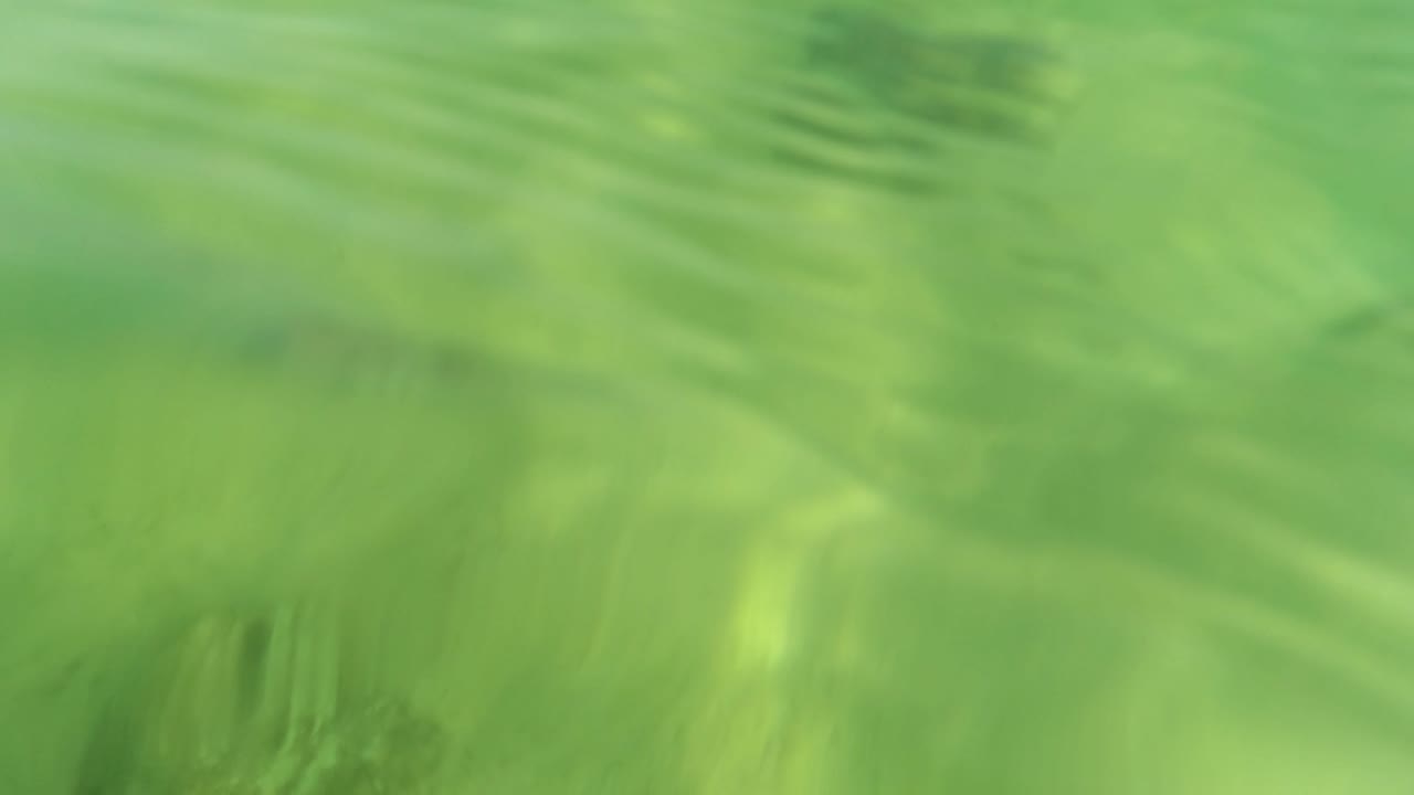 Blurred striped fish over green shallow water