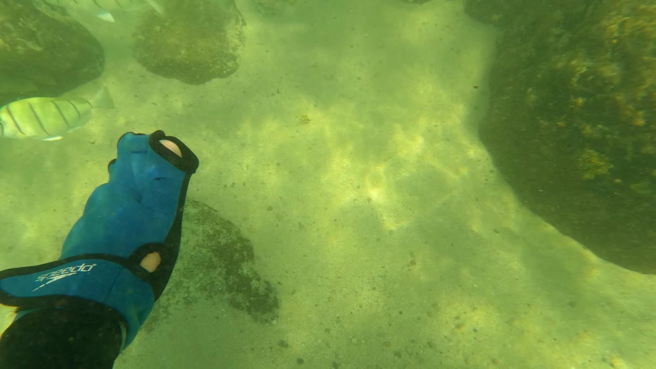 At 0:01 in Los Barriles, Baja California Sur, striped fish move through green water above a sandy bottom with dark rocks, and the gloved hand is no longer central, with no visible people.