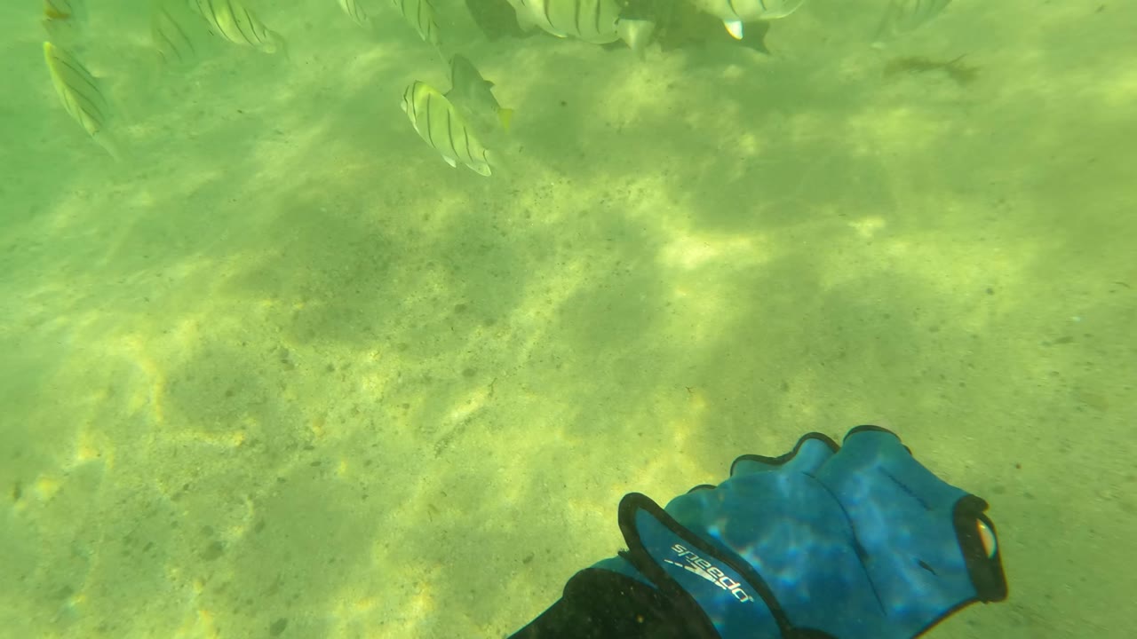 At 0:02 in Los Barriles, Baja California Sur, the blue gloved hand sits at the right edge while striped fish and rocks remain visible over the sandy seabed, with no visible people or faces.