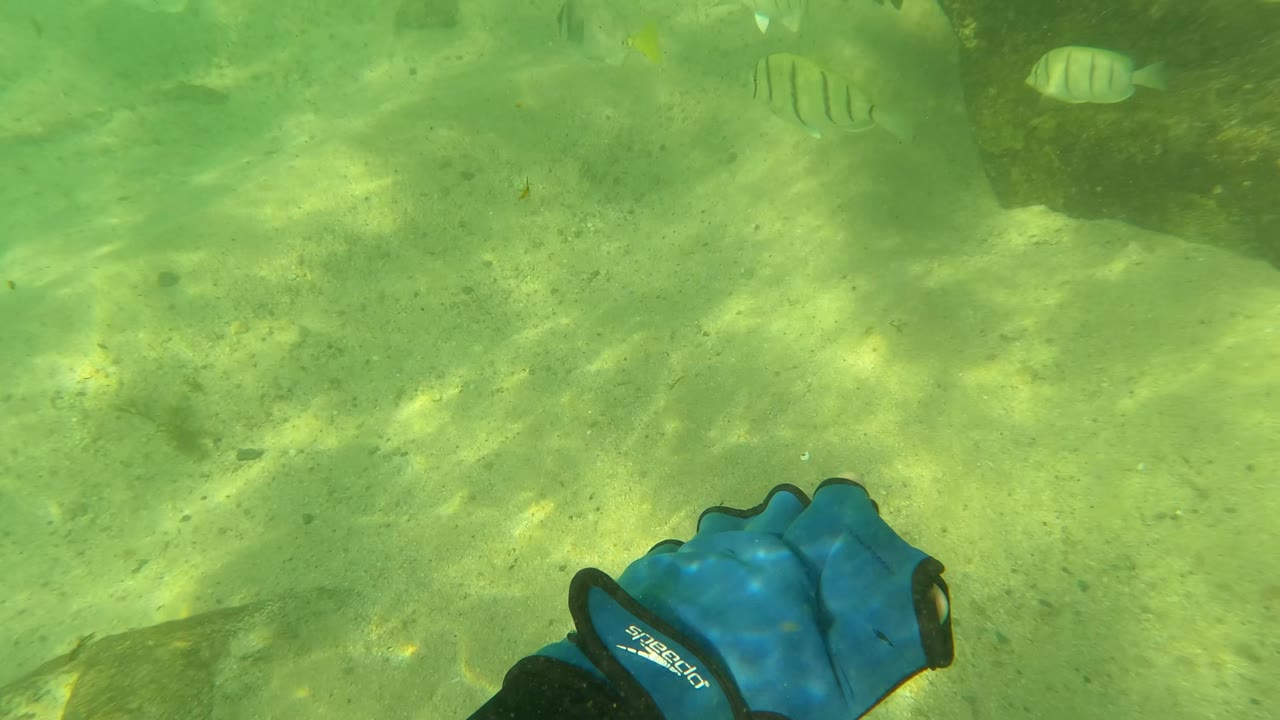 Blue gloved hand in the lower foreground over green underwater sand and rocks.
