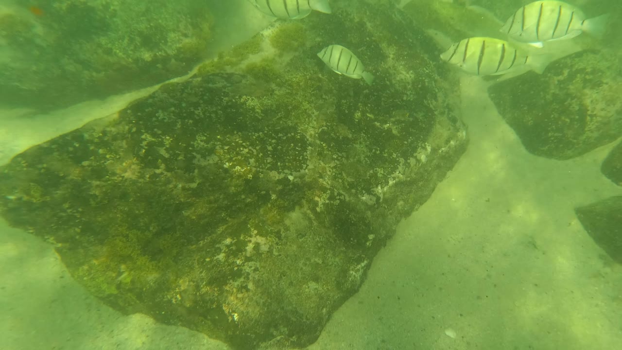 Striped fish pass beside dark submerged rocks over a sandy bottom in clear green water at Los Barriles, with no visible people in this frame.