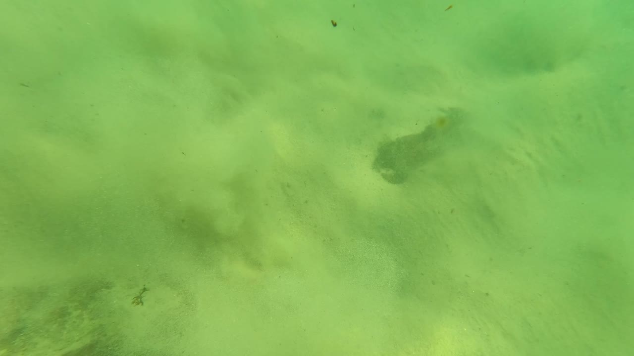 Greenish underwater view in Los Barriles, Baja California Sur, showing pale sand, scattered dark rocks, faint plant debris, and small fish near the seabed with no visible people.