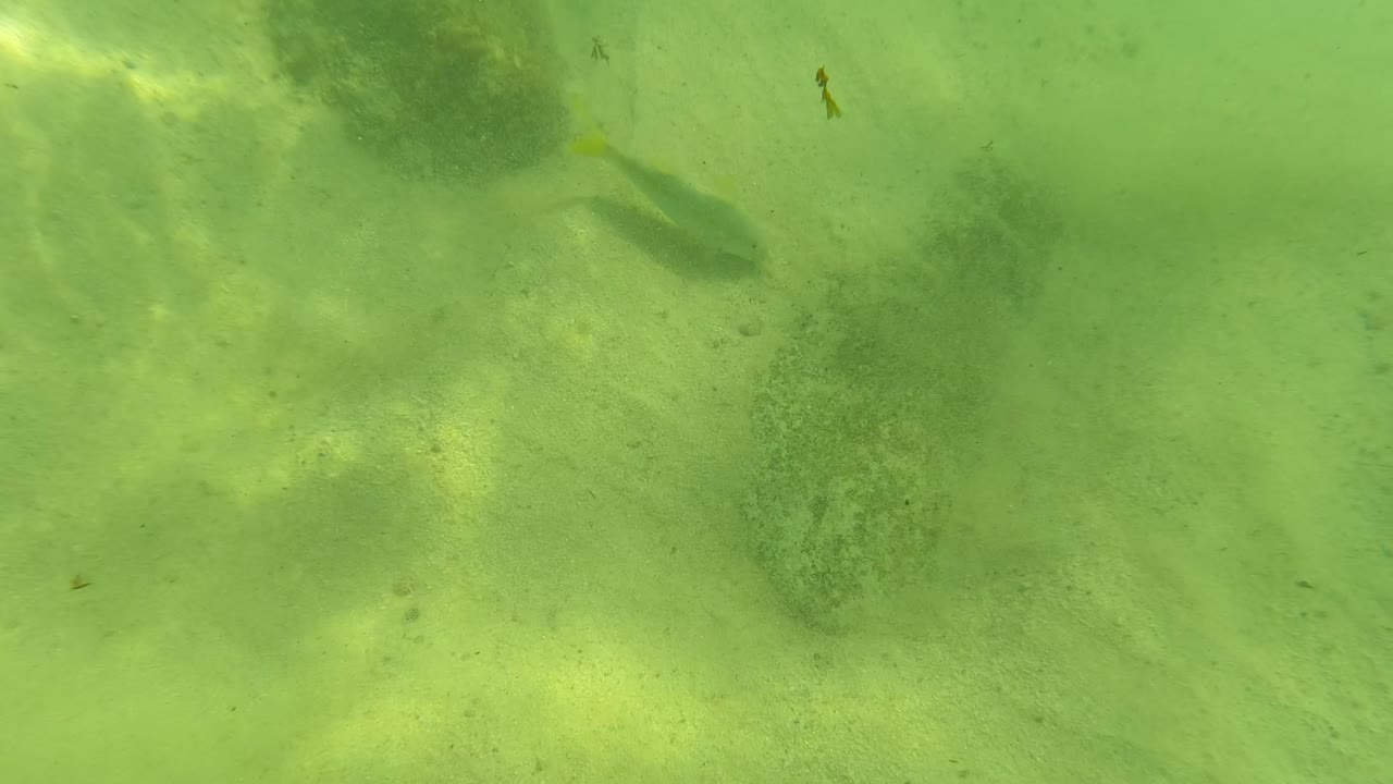 Los Barriles underwater seabed view with pale sand, soft rippled light, darker rock patches near the top of frame, a faint small fish shape, and no visible people.
