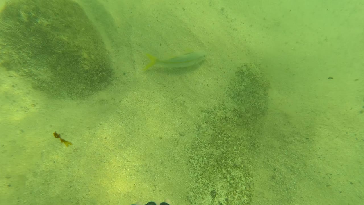 Rocks and sand underwater with small fish at lower edge