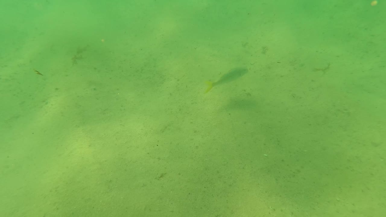 Green underwater view in Los Barriles, Baja California Sur, with small fish silhouettes over a sandy seabed and no visible people.
