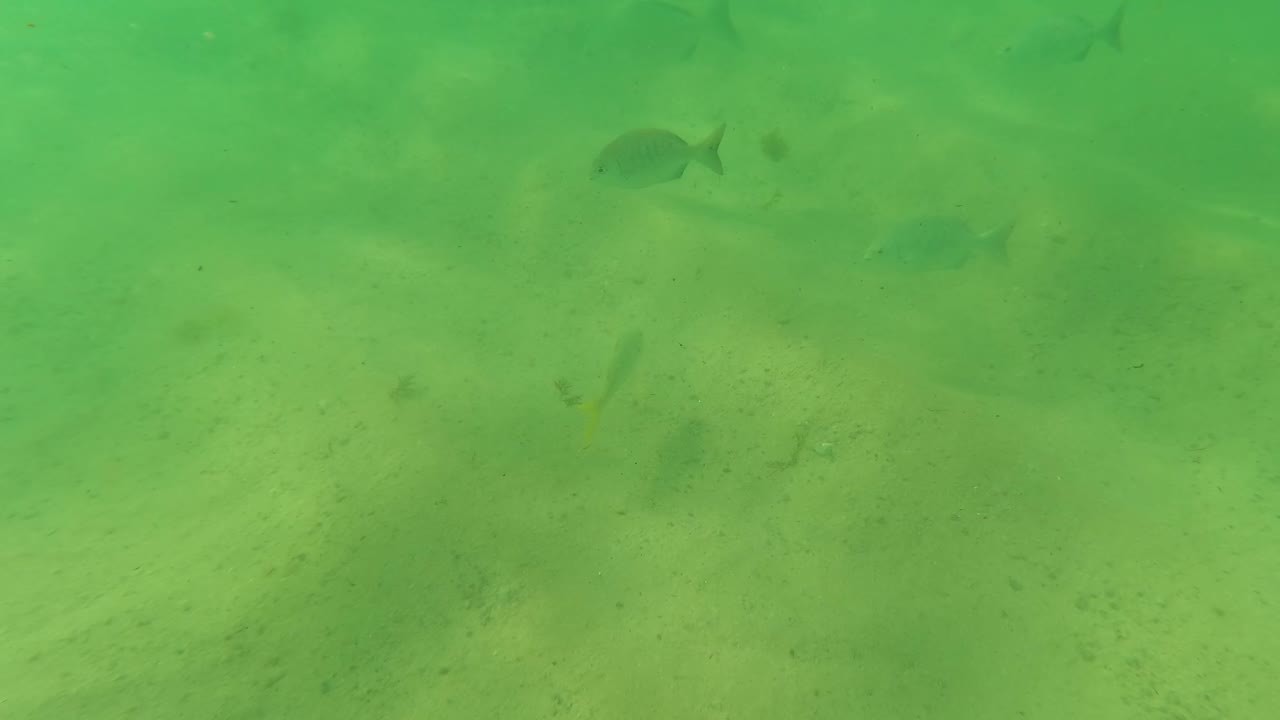 Small fish swimming above pale sandy seabed