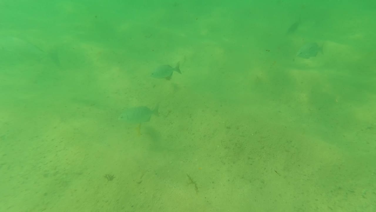 Fish silhouettes are visible across the upper part of the frame over a sandy seabed in Los Barriles, with green water filling the scene and no visible people.